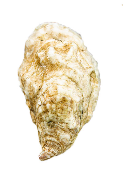 Chebeague Island Oyster Shell