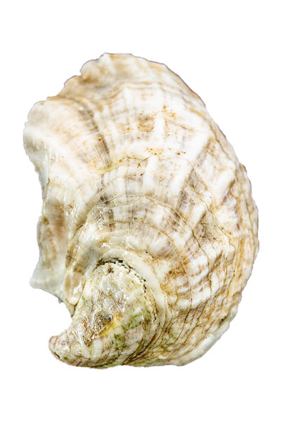 Love Point Oyster Shell