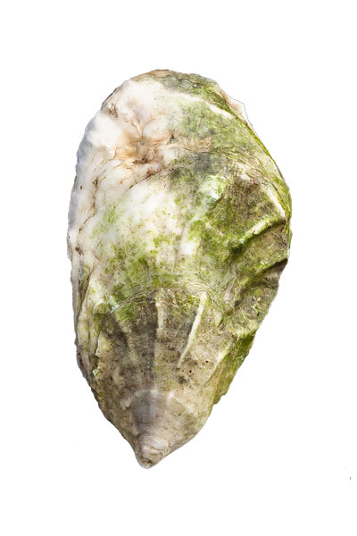 Nonesuch Oyster Shell